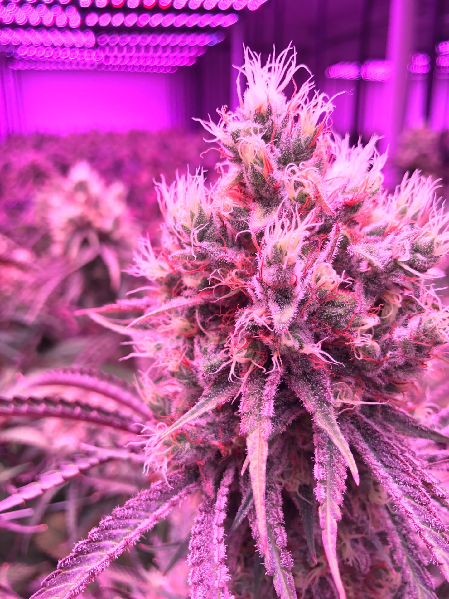 CBD-dominant flower in the SNP flowering room under LED light