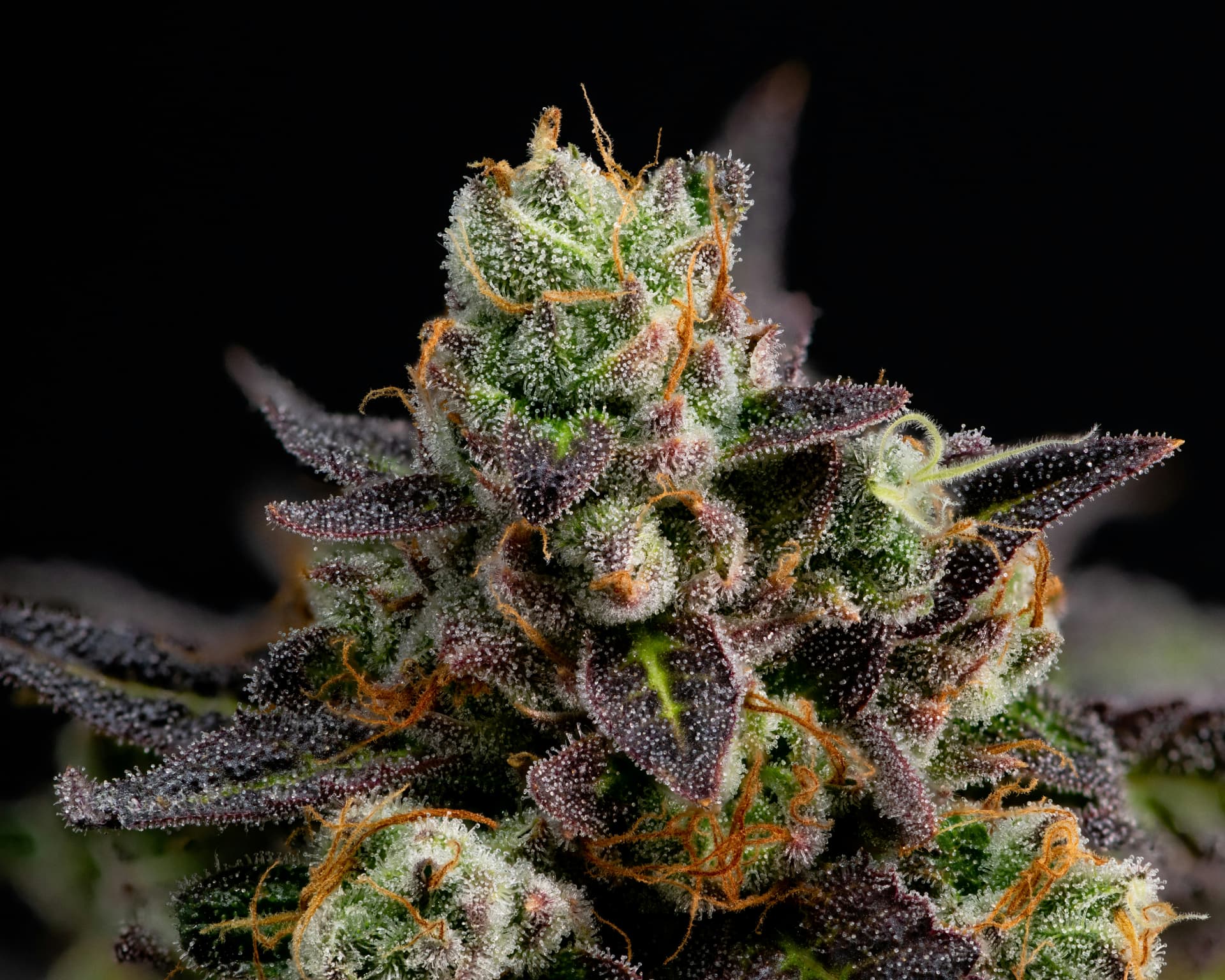 Macro of a dense violet-flecked THC-dominant cannabis flower